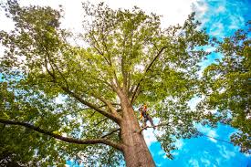Best Hazardous Tree Removal  in Wildwood Lake, TN