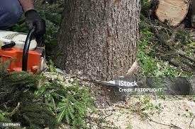 Best Emergency Tree Removal  in Wildwood Lake, TN