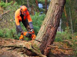 Best Stump Grinding and Removal  in Wildwood Lake, TN