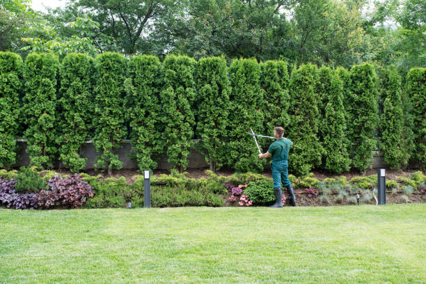 Best Arborist Consultation Services  in Wildwood Lake, TN