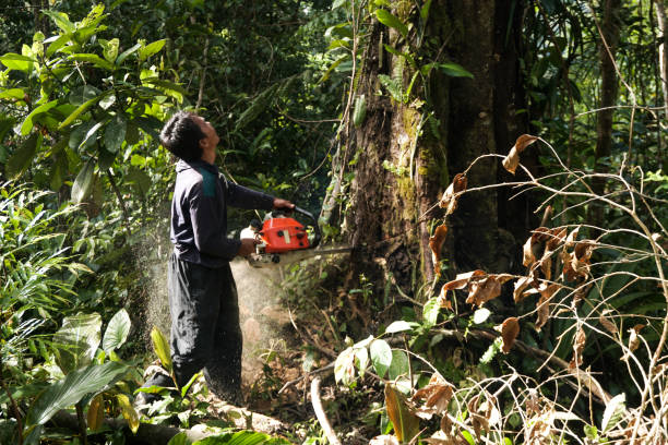 Best Tree and Shrub Care  in Wildwood Lake, TN