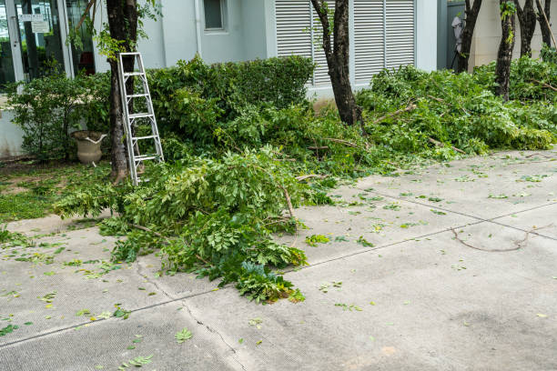 Professional Tree Removal in Wildwood Lake, TN